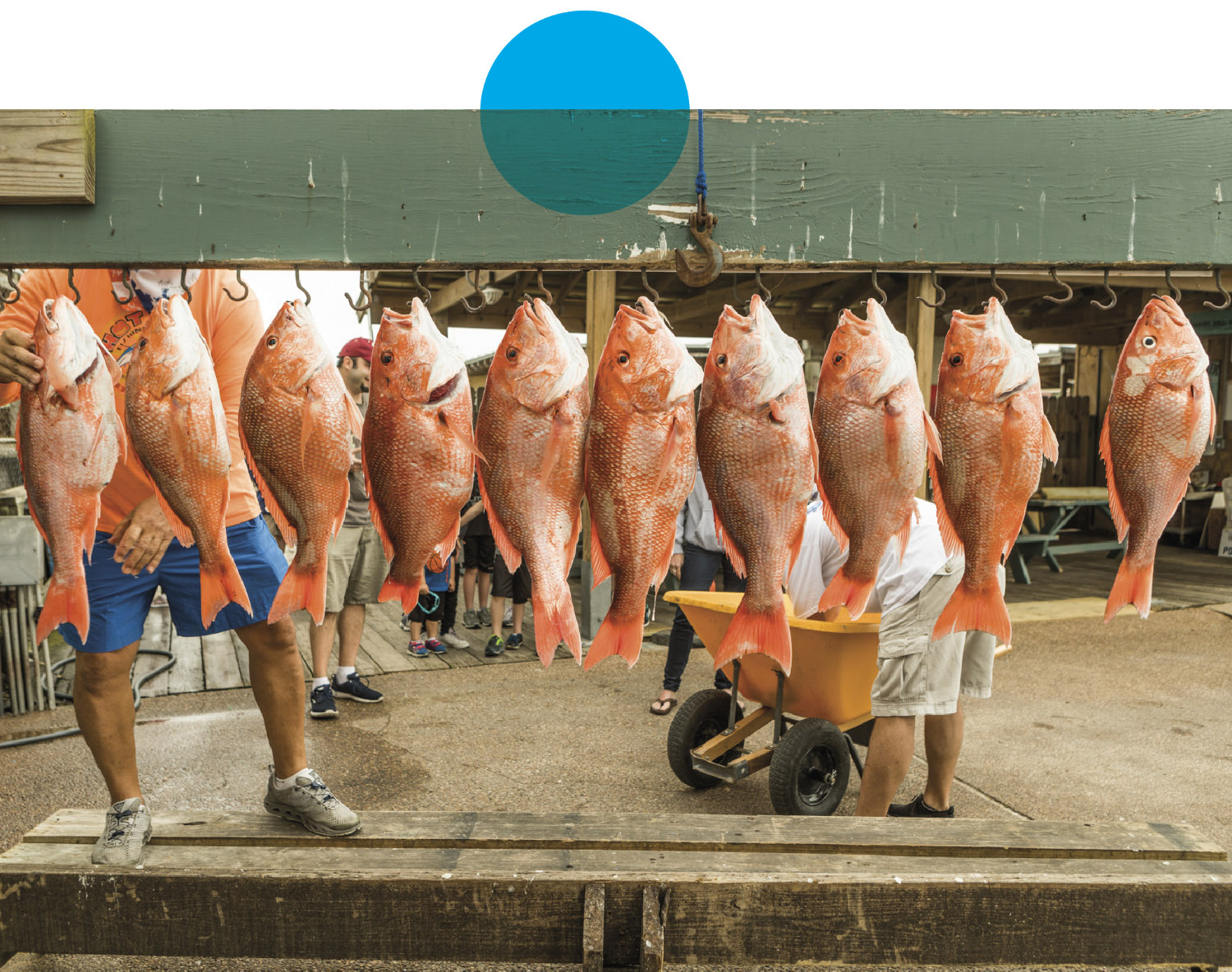 Fish hanging from a string