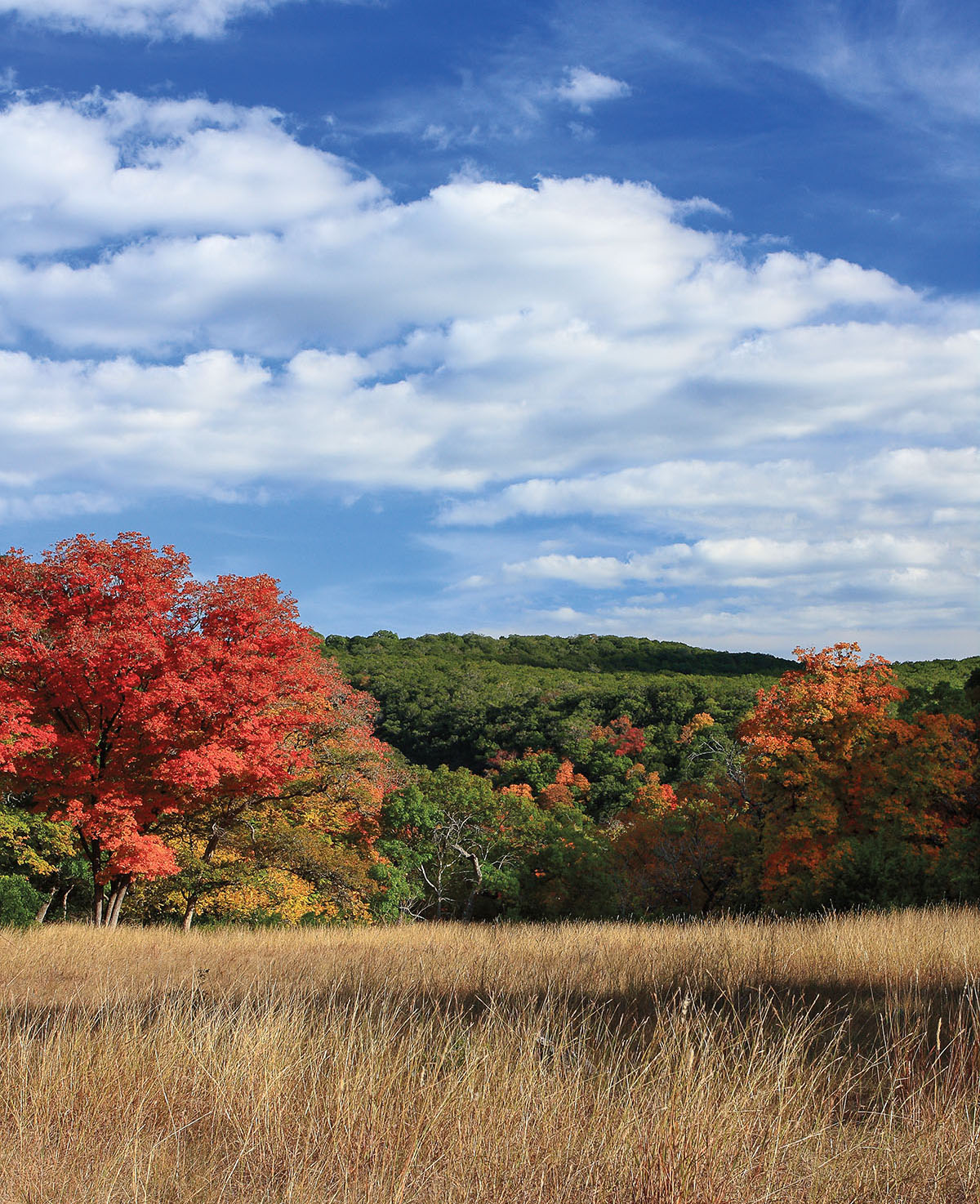 Fall leaves in a field of wheat