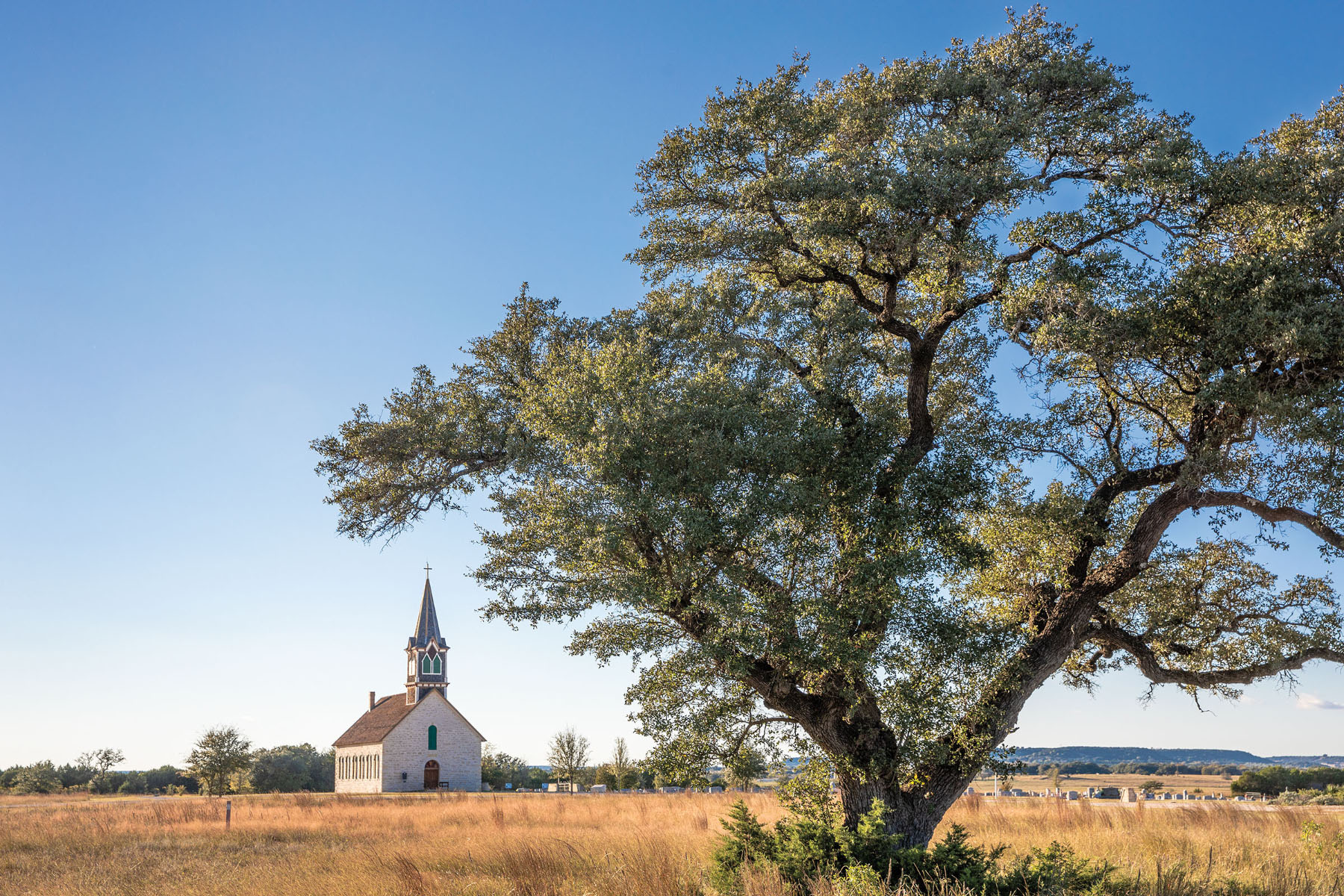 A white church in the background of a large Live Oak tree
