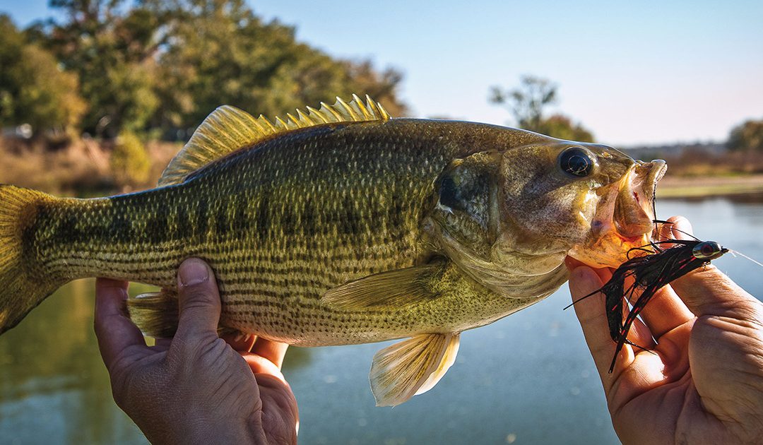 The Legend of the Guadalupe Bass, the State Fish of Texas
