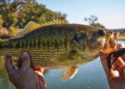 The Legend of the Guadalupe Bass, the State Fish of Texas