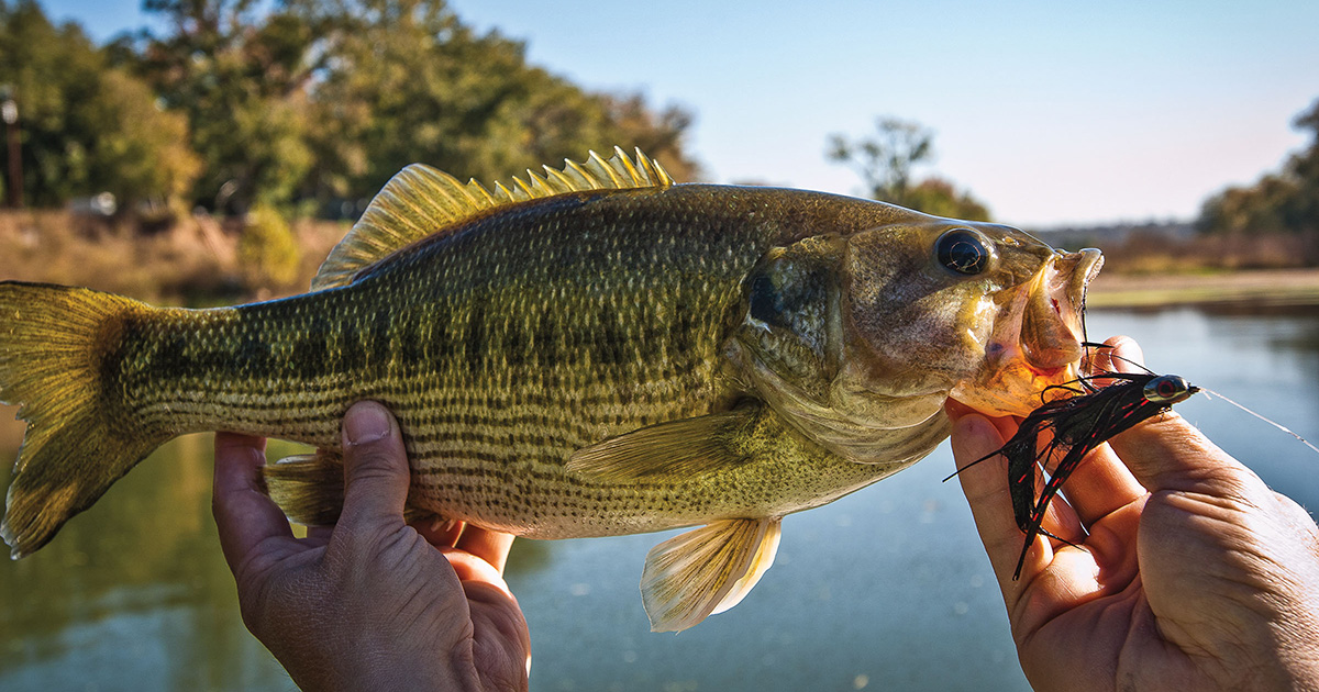 The Legend of the Guadalupe Bass, the State Fish of Texas