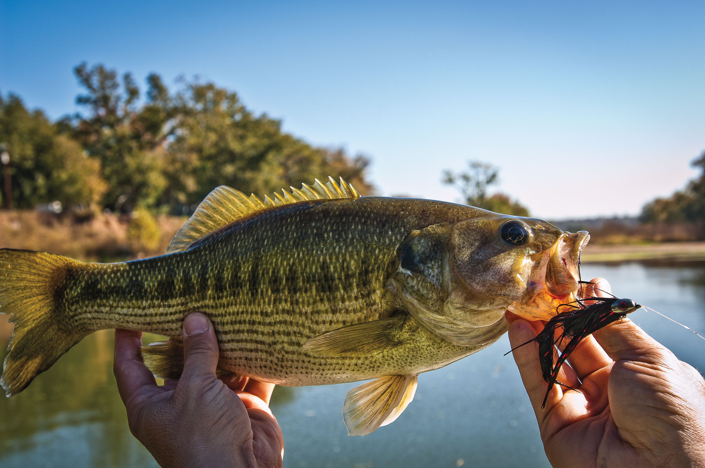 Hands hold a bass at tail and mouth above a river beneath blue sky
