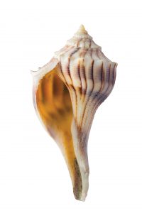A lightning welk from the Sea Shell Shoppe, which is designated the Texas State Shell.