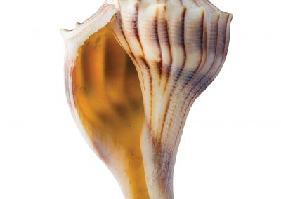 The Sea Shell Shoppe Sells Seashells By the Seashore