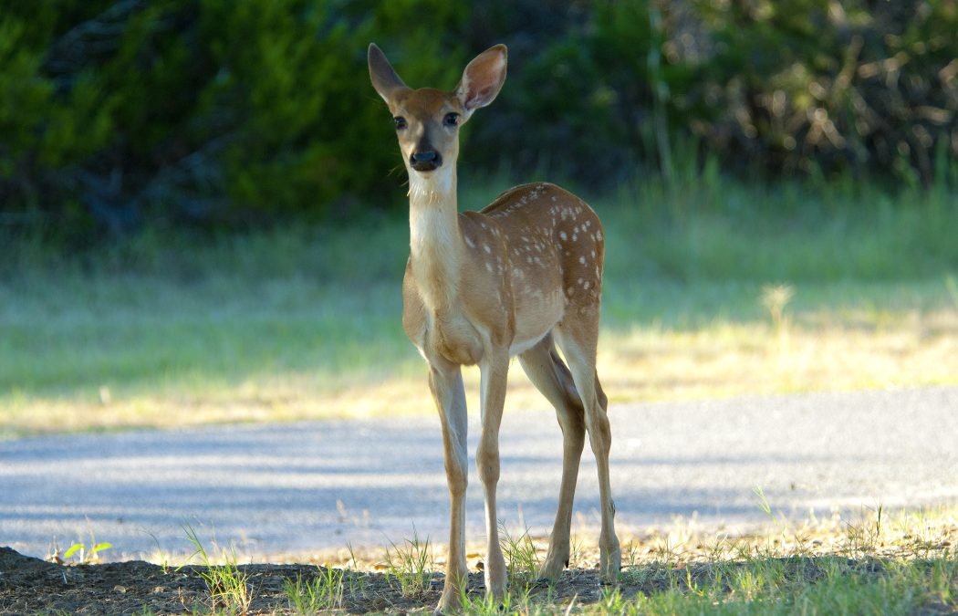 Crossing to Safety: How Driver Attention and Innovative Design Can Help Protect Wildlife