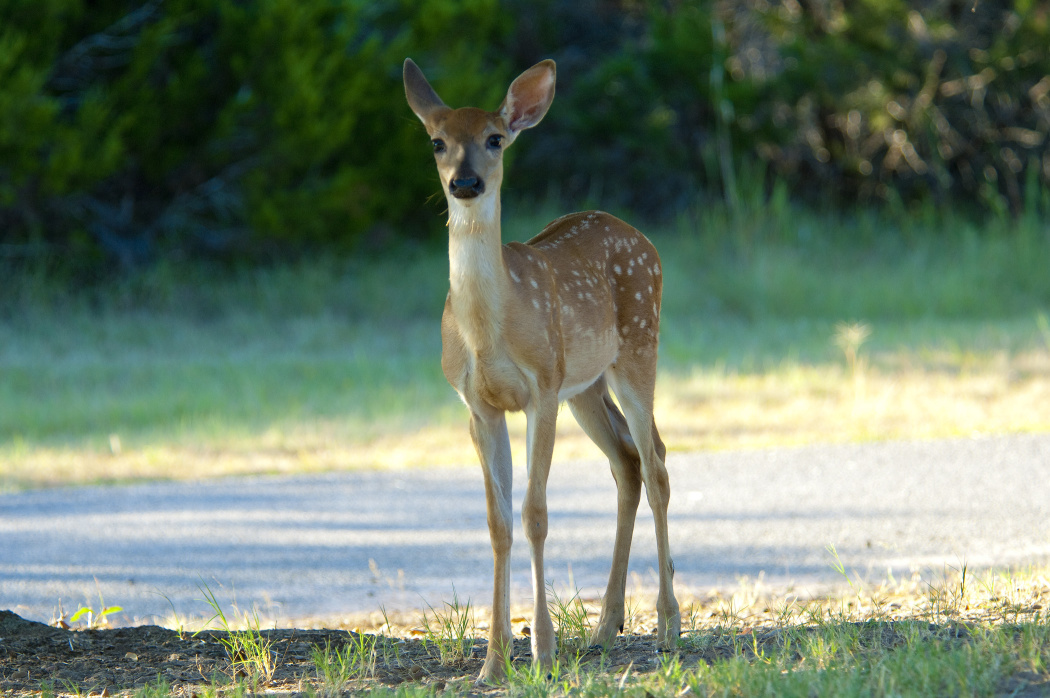 Measurement Tips — Texas Parks & Wildlife Department