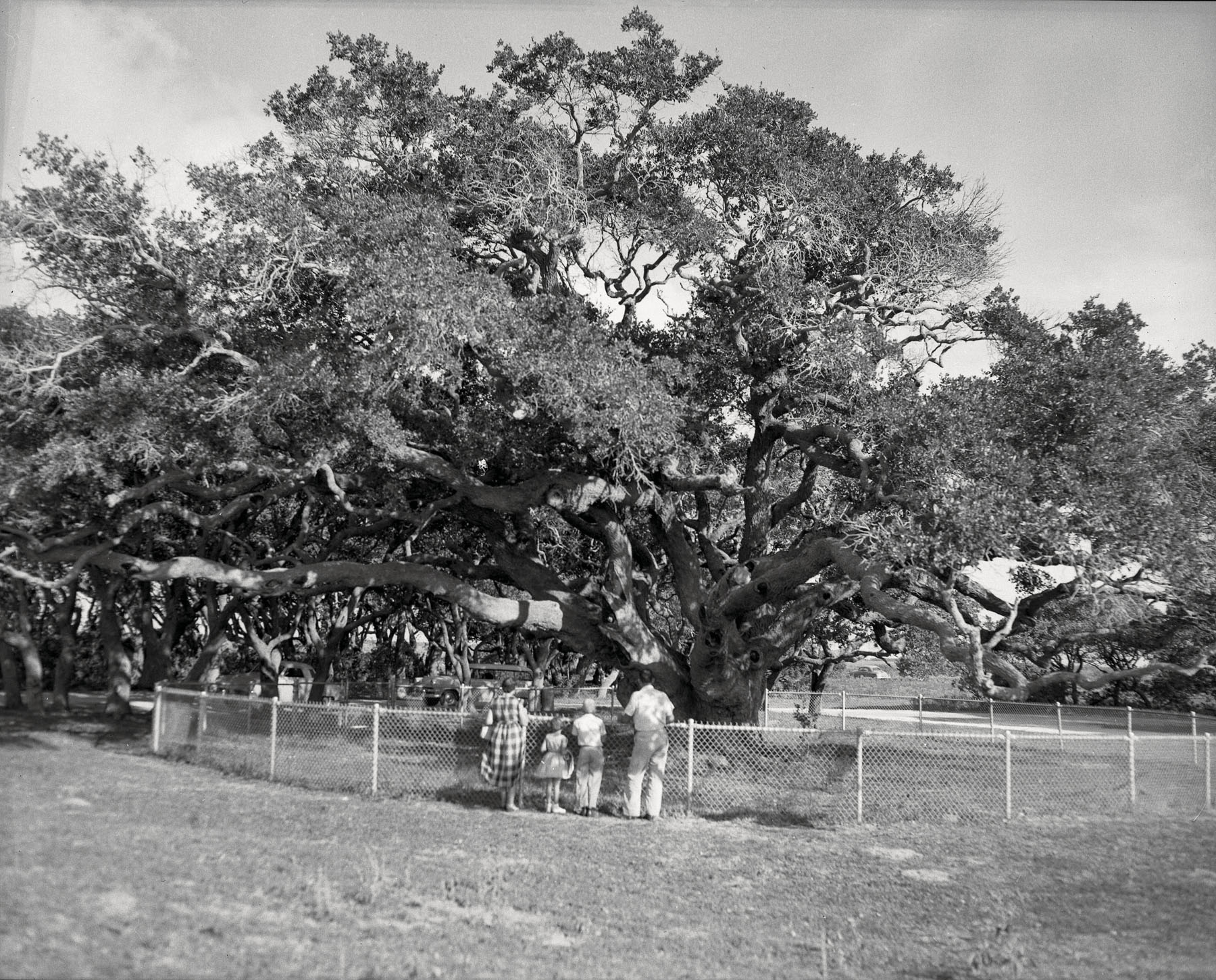 A small group of people standing at the base of a large tree