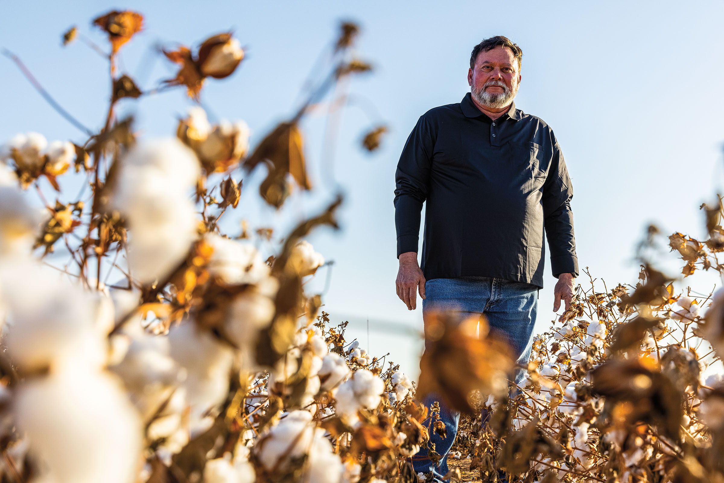 A man in a long-sleeve shirt and blue jeans stands in a cotton field