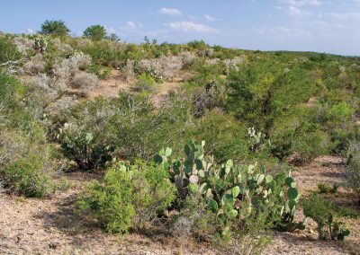 The Little Known History of Texas’ Underground Railroad
