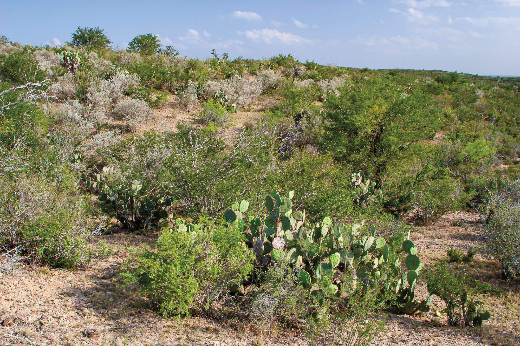 A desert lanscape with prickly pear cactus