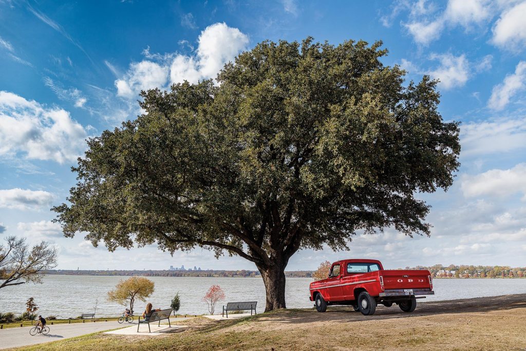 Ford F100 sits under tree at White Rock Lake in Dallas.