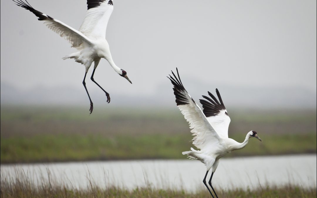No Whooping Crane Festival This Year? No Big Whoop.