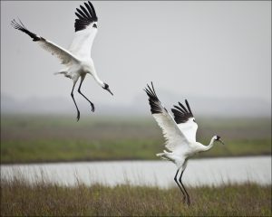 No Whooping Crane Festival This Year? No Big Whoop.