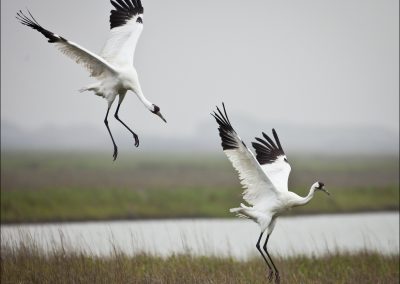 No Whooping Crane Festival This Year? No Big Whoop.