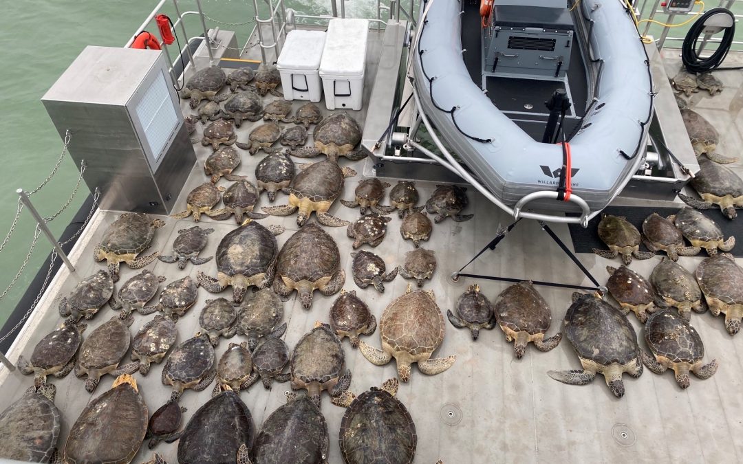 Stunned by the Cold: Sea Turtles Are in Peril During the Frigid Winter Storm