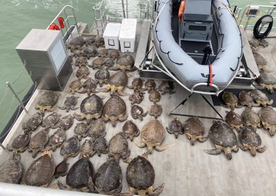Stunned by the Cold: Sea Turtles Are in Peril During the Frigid Winter Storm