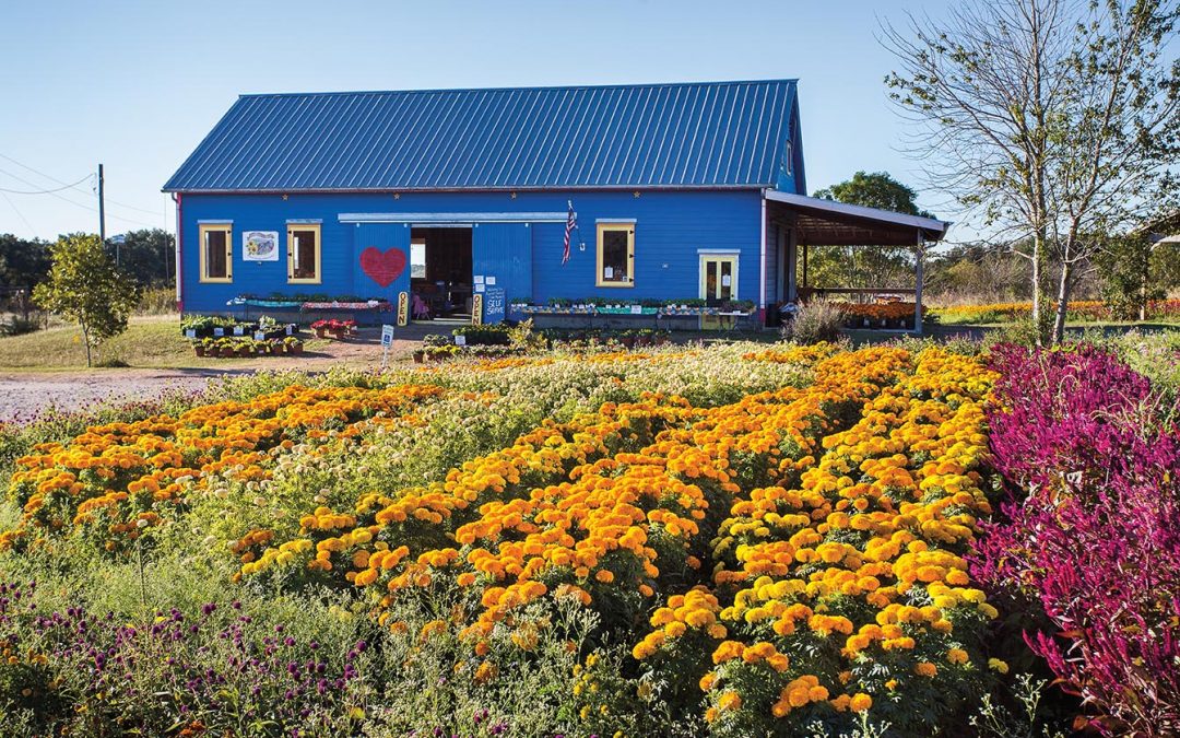 From H-E-B to Self-Service: How Arnosky Family Farms Pivoted their Flower Business