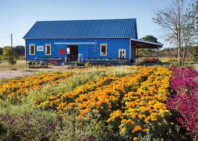 From H-E-B to Self-Service: How Arnosky Family Farms Pivoted their Flower Business