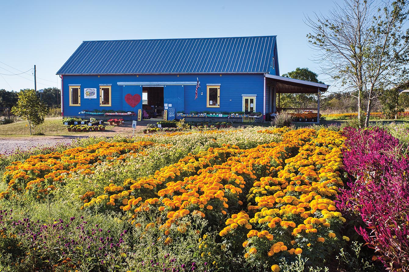 The Blue Barn at Arnosky Family Farms is a full-time, self-serve flower market.
