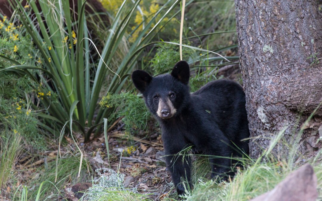 A New PBS Documentary Captures Rare Views of Big Bend National Park’s Elusive Wildlife