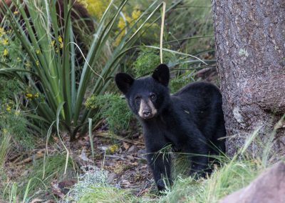 A New PBS Documentary Captures Rare Views of Big Bend National Park’s Elusive Wildlife
