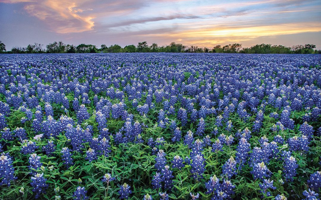 The Bucolic Beauty of a Blanket of Bluebonnets