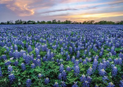 The Bucolic Beauty of a Blanket of Bluebonnets