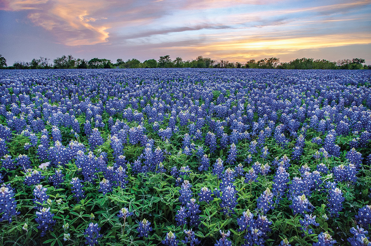 A field of bluebonnets near Whitehall, Texas.