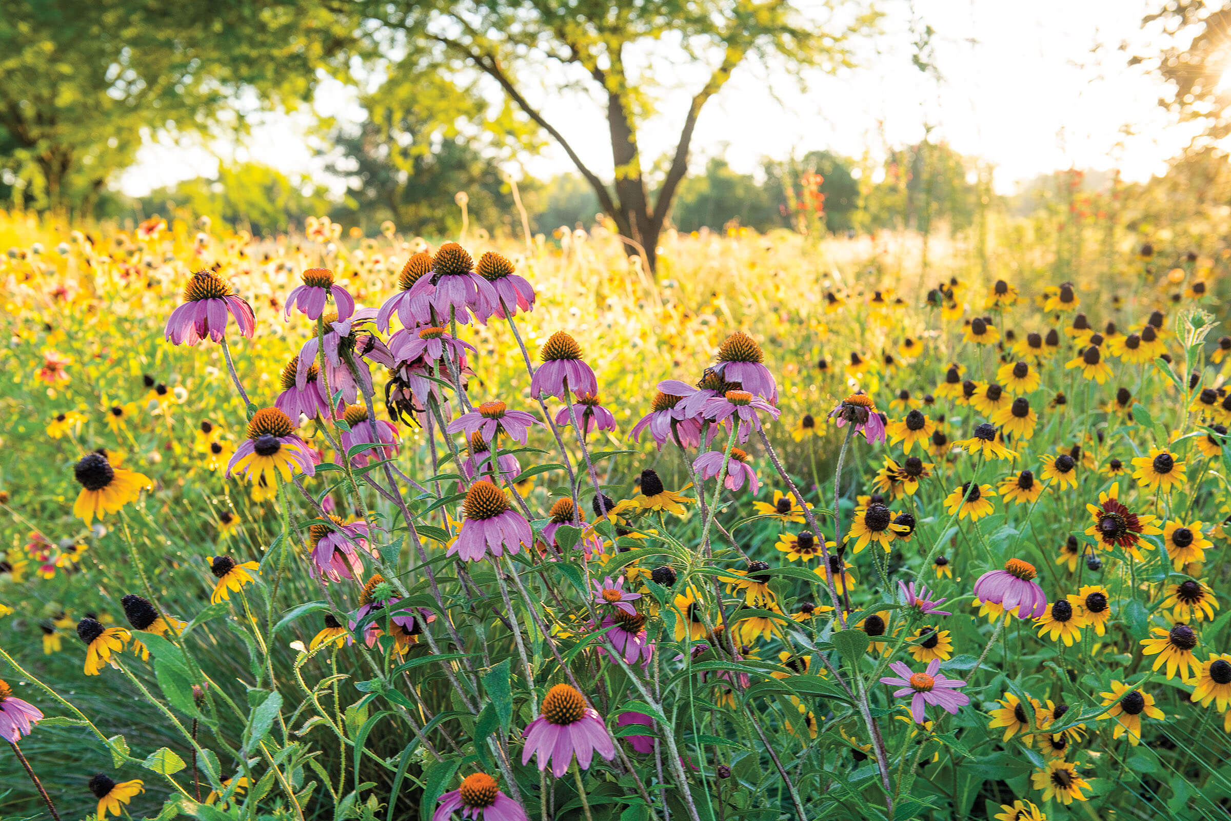 field of wildflowers