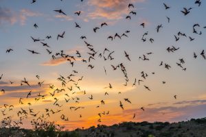 Texans Asked to Report Dead Bat Sightings as White Nose Syndrome Spreads