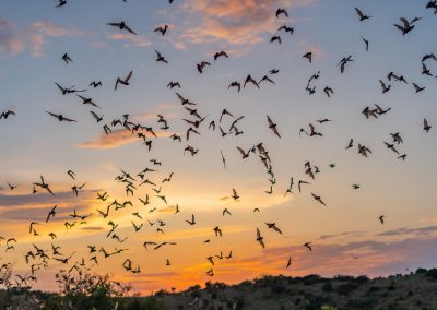 Texans Asked to Report Dead Bat Sightings as White Nose Syndrome Spreads