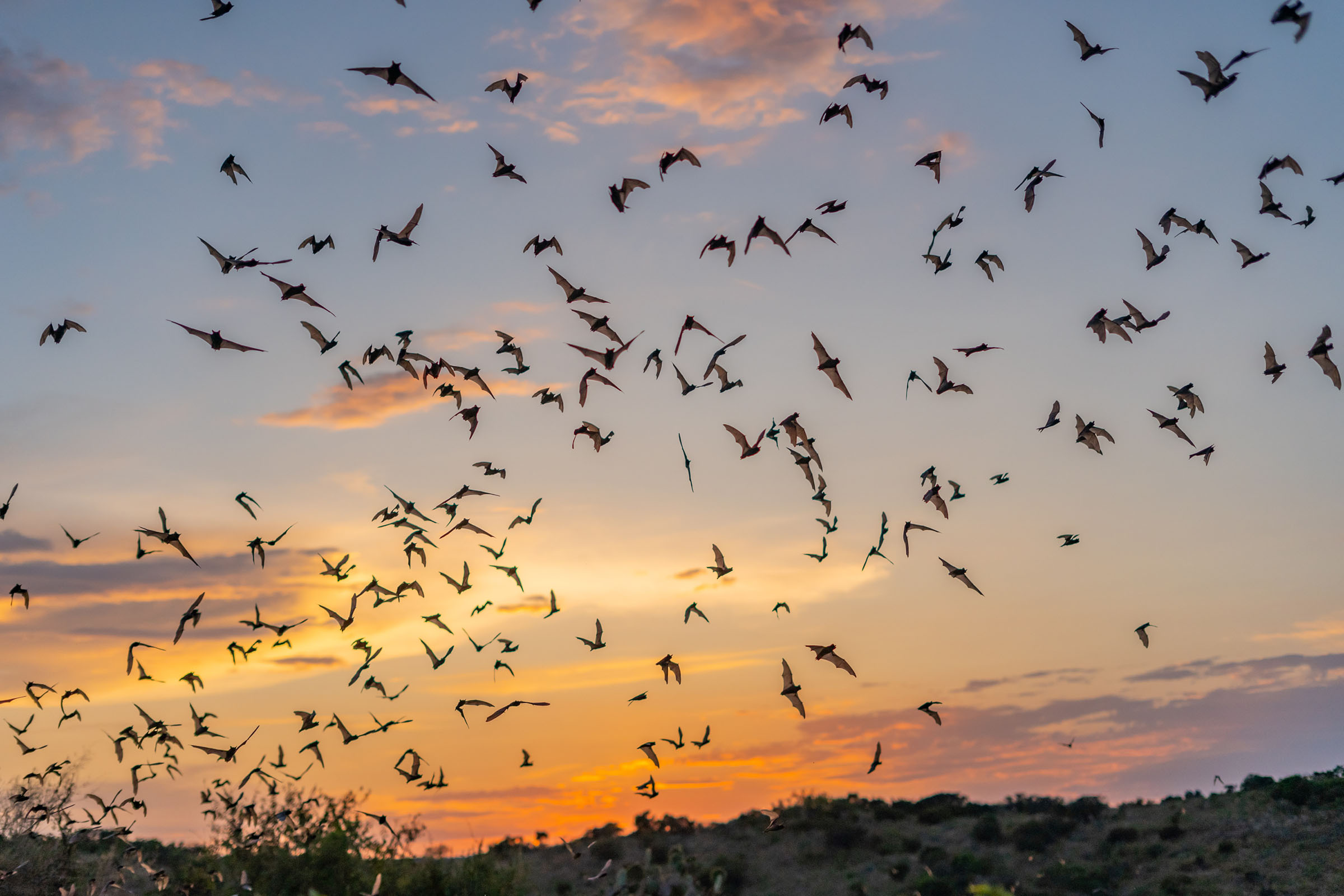 A sky full of black bats in front of a setting sun