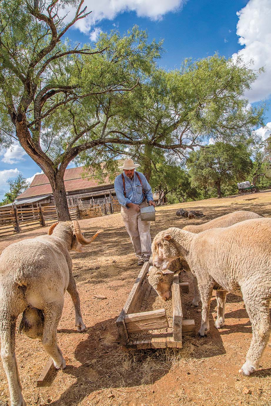 A man at the Sauer Beckmann Farm in Stonewall feeds sheep.