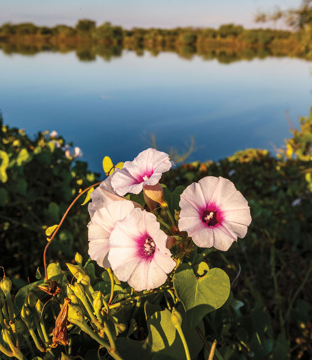 Light and dark pink flowers in front of a flat, clear pool of water under a blue sky