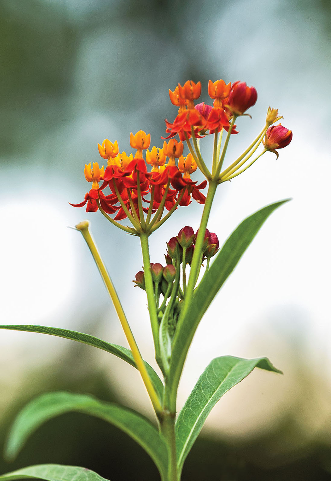 A small, bright red flower on a vivid green stem