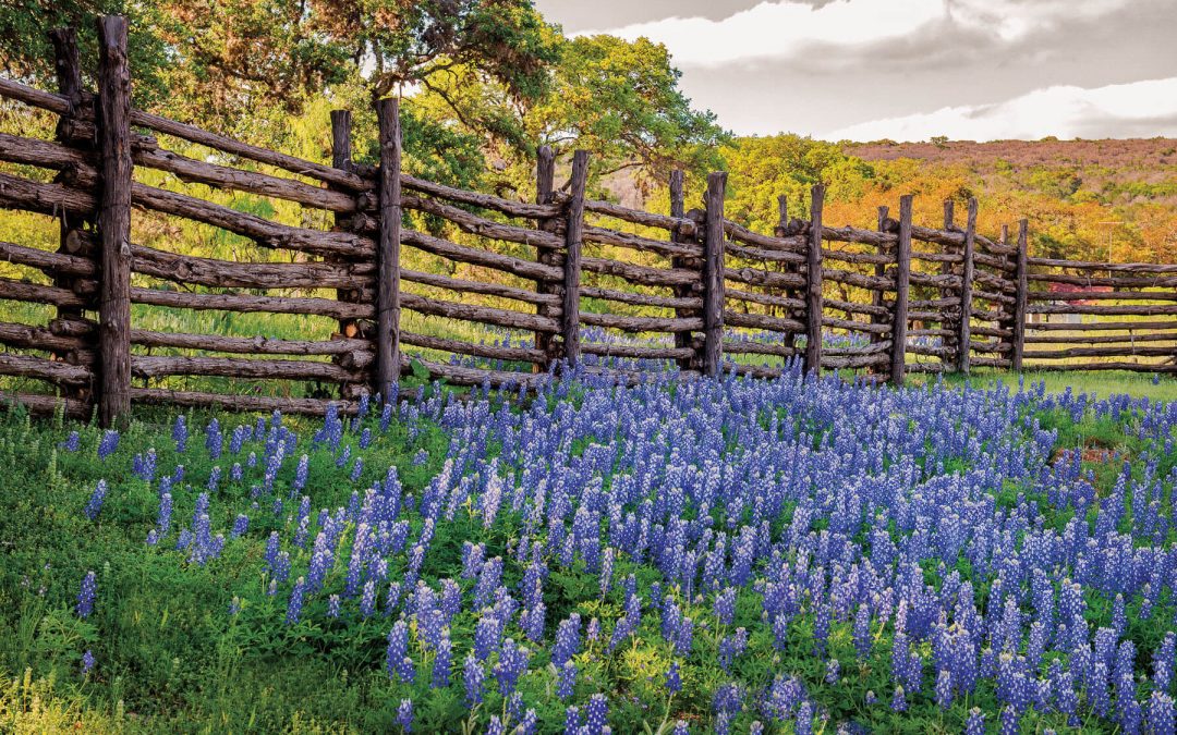 The Healing Power of Wildflowers