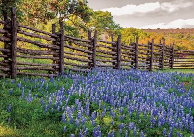 The Healing Power of Wildflowers