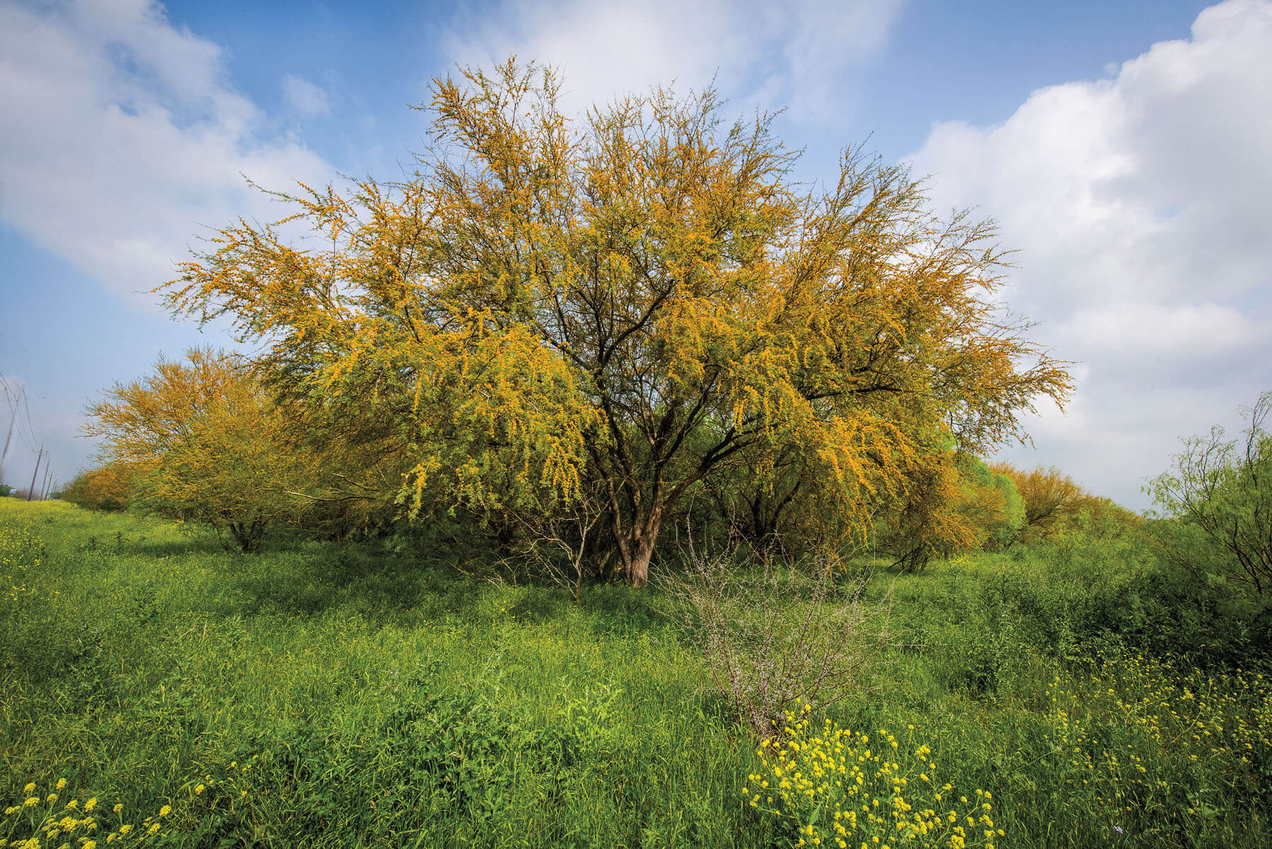 A golden tree in a field of green grass and yellow flowers