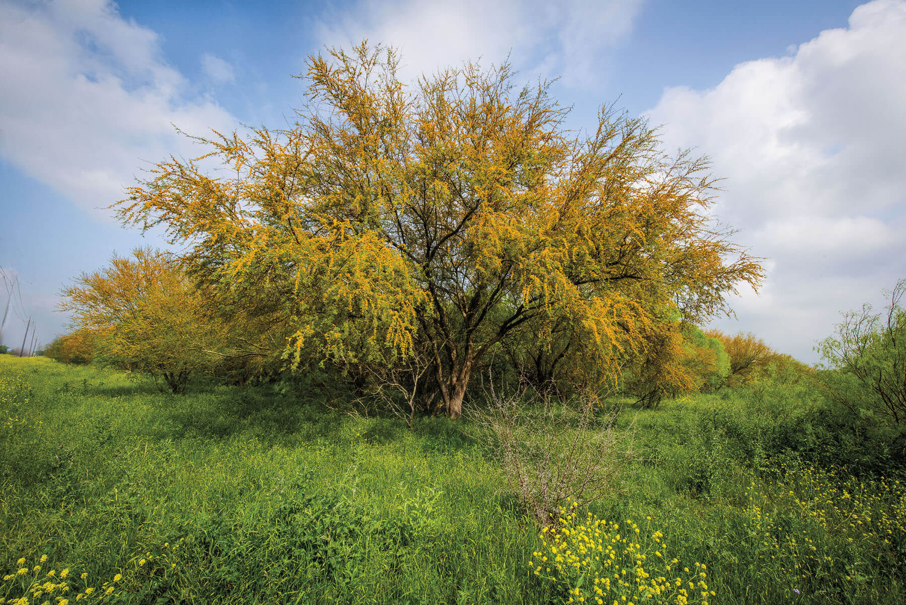 The Healing Power of Wildflowers