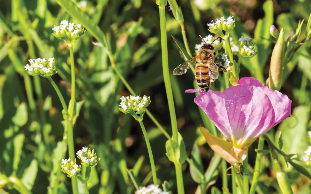 Why Bees Are Vital to Texas’ Wildflower Season