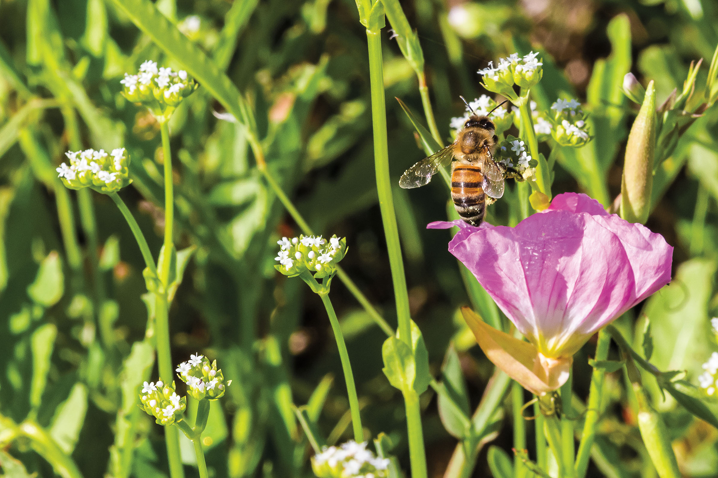 A yellow bee on a pink flower in a field of green grass