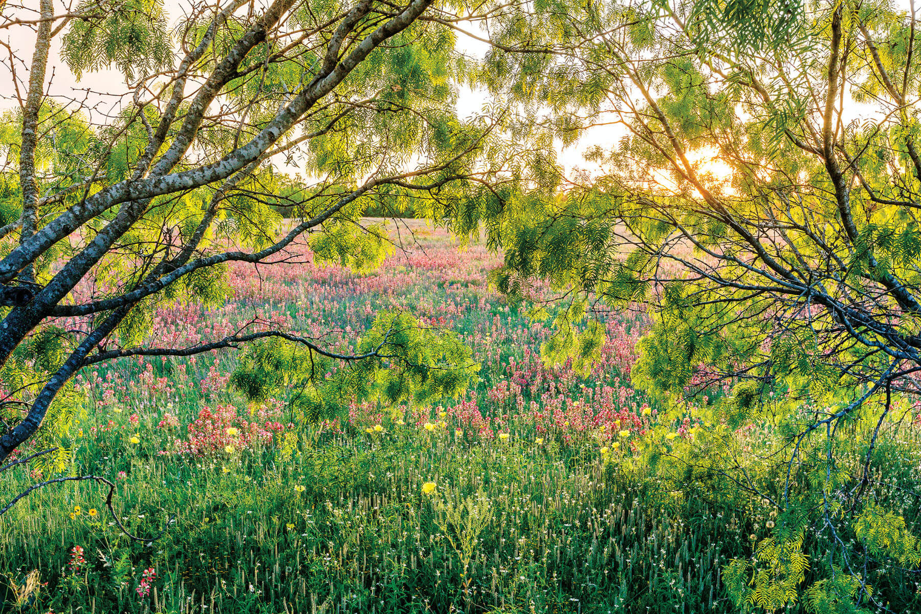 Bright pink and yellow flowers among green grass framed by tall trees