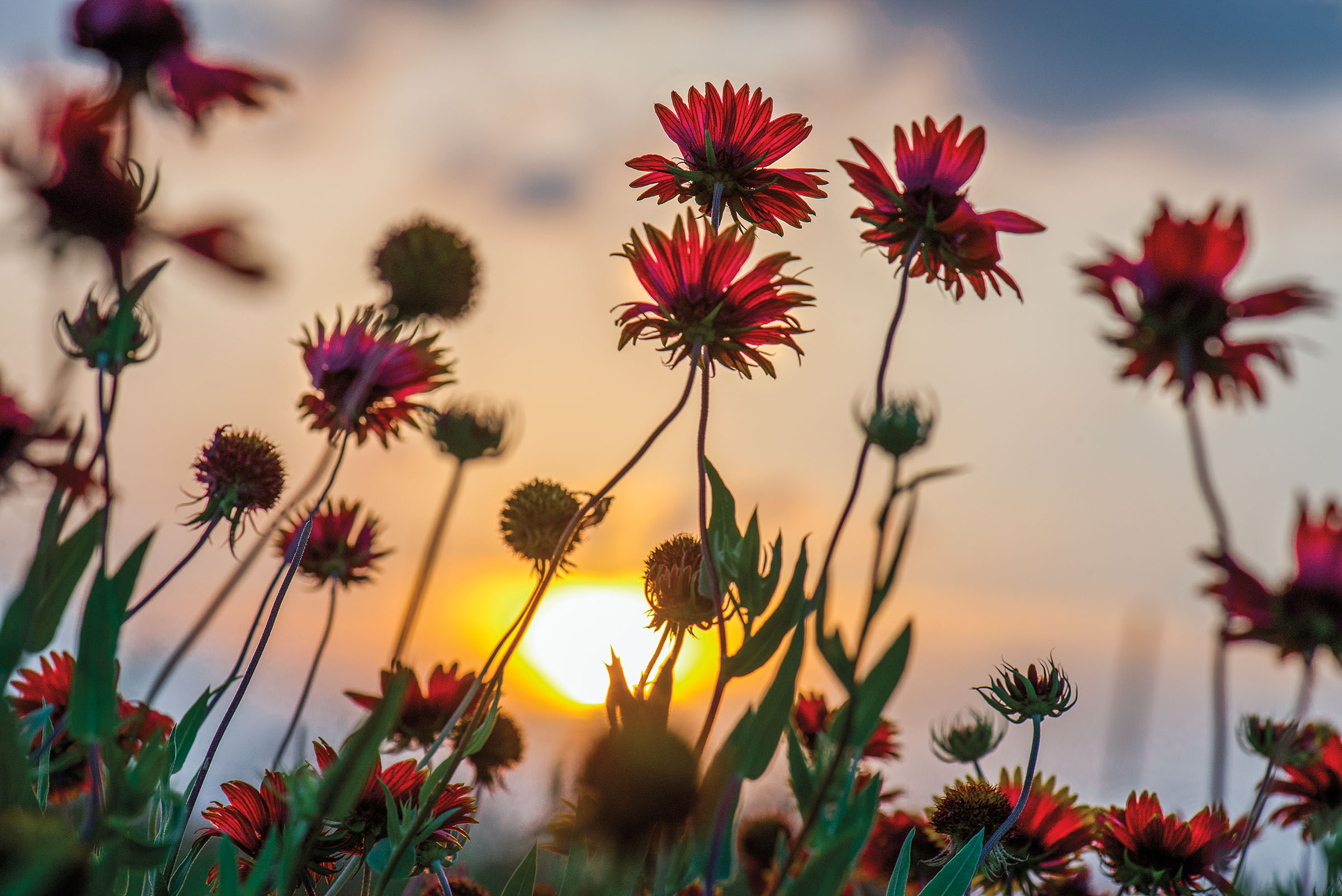 Bright red wildflowers underneath a setting sun