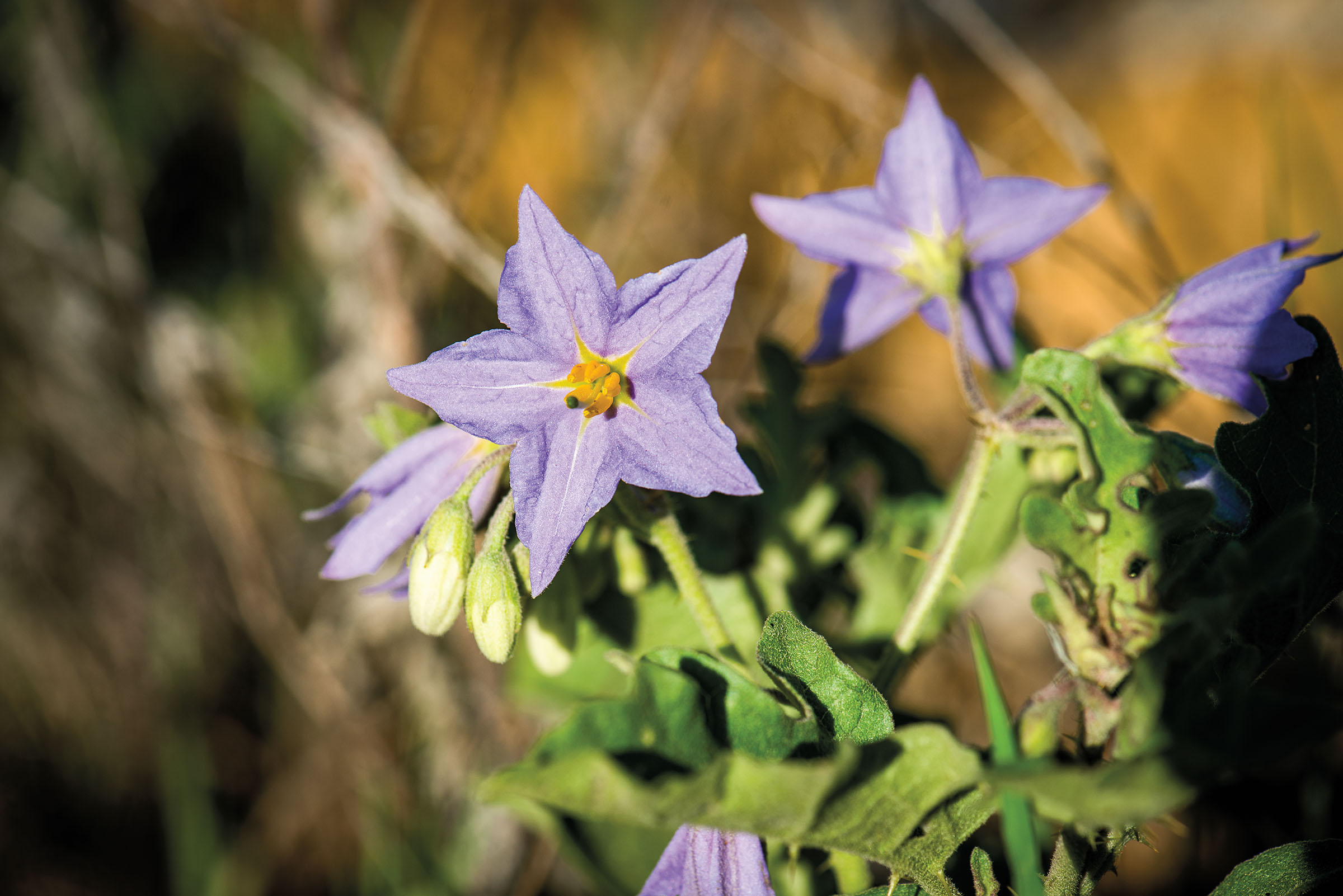Purple, star-shaped flowers with green stems