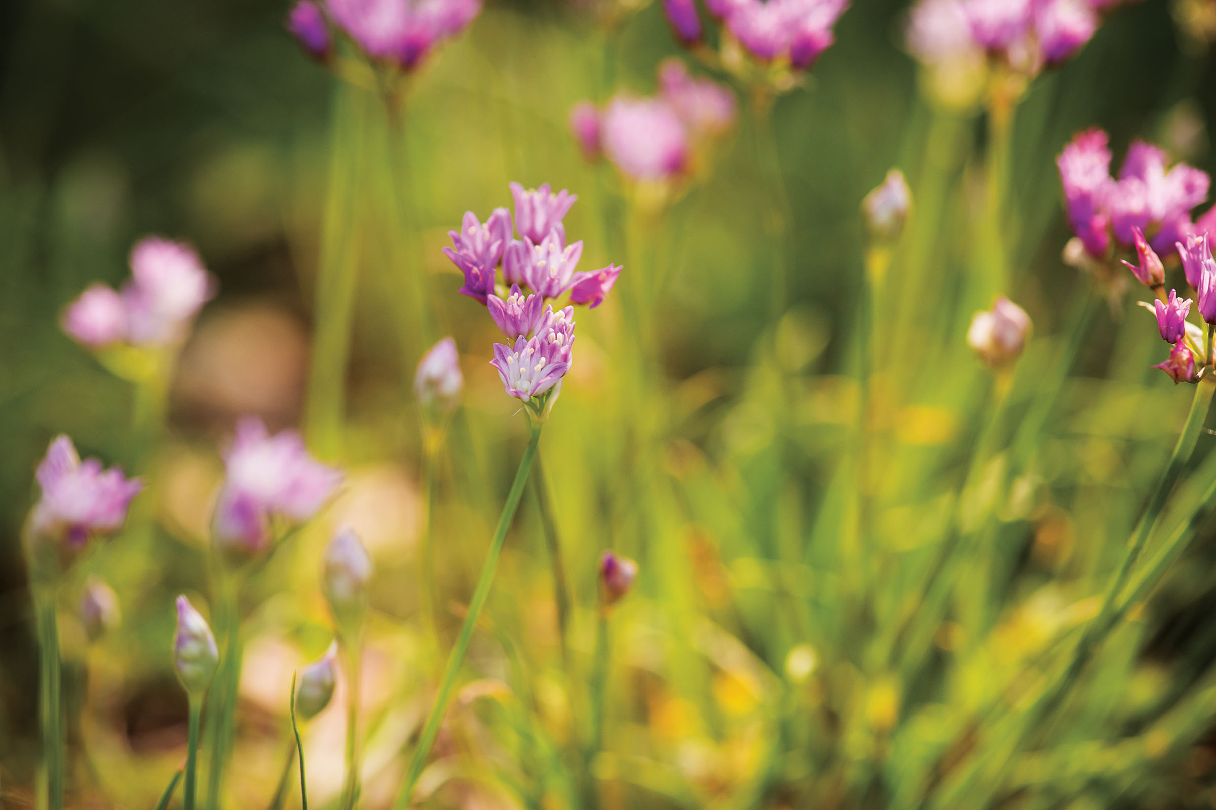 Pink wild onion wildflowers in a field of yellow and green grasses