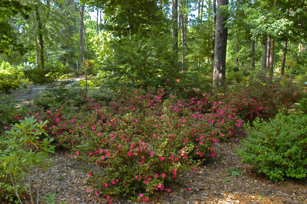 A bed of azaleas stands out among green shrubs and trees. The Ruby M. Mize Azalea Garden and the Mast Arboretum are found at Stephen F. Austin University in Nacogdoches. Photo by Stan A. Williams.
