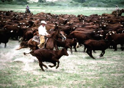 Janell Kleberg’s View From a Moving Horse