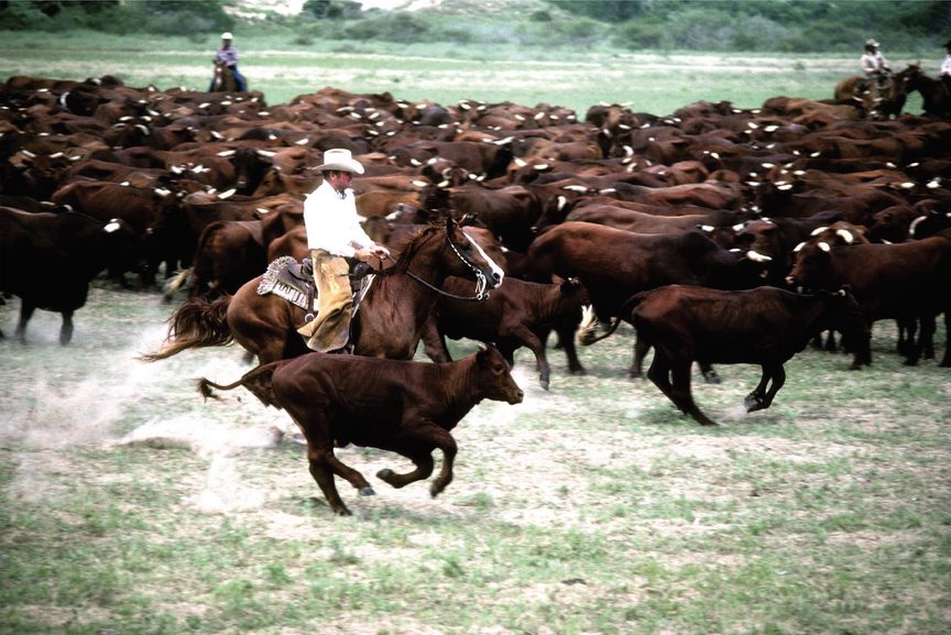 Color photo of cowboy driving cattle