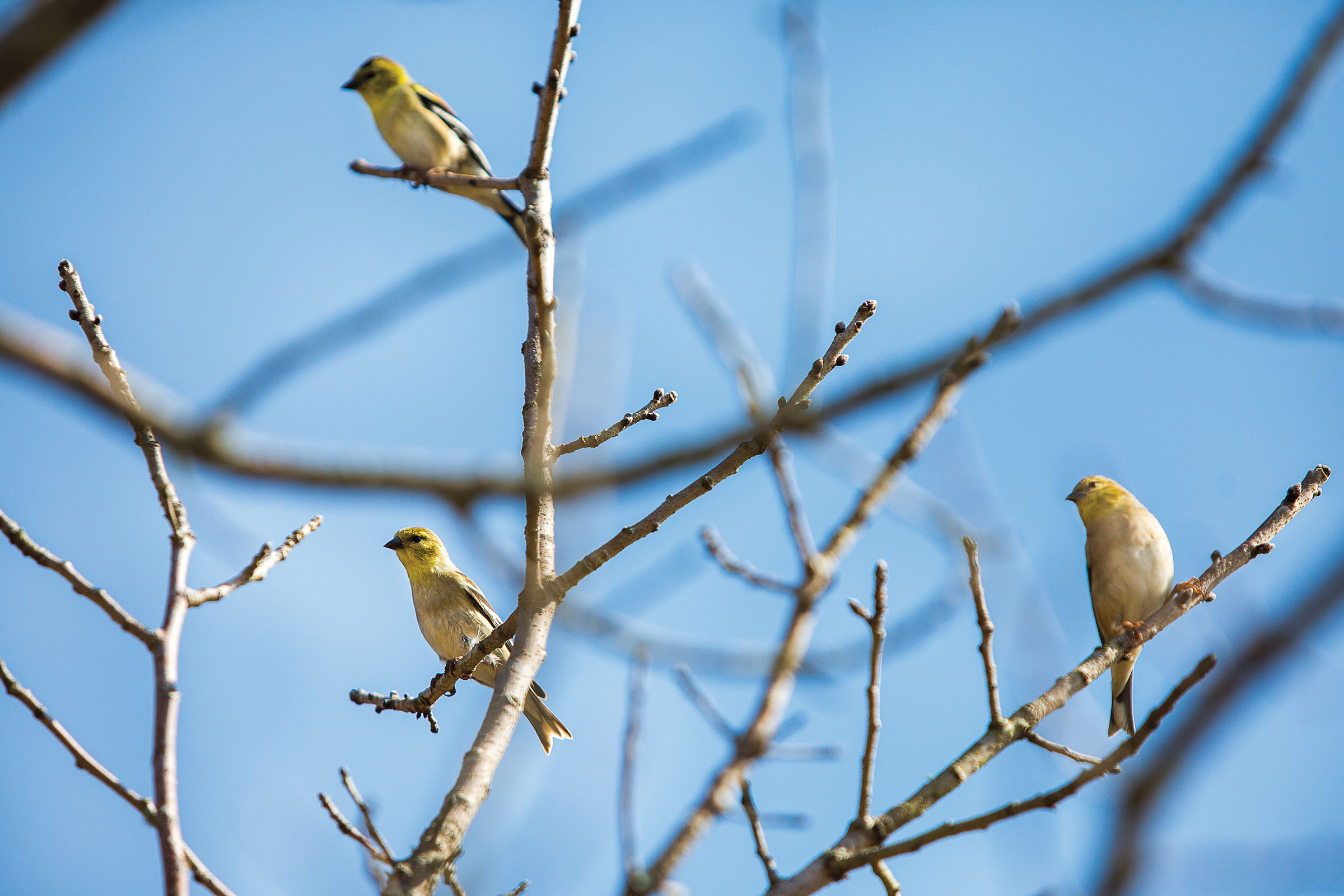 Three yellow birds sit in bare tree branches against a blue sky